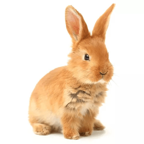 Klietky pre králiky