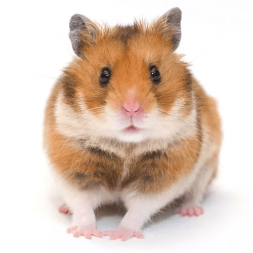 Klietky pre škrečky