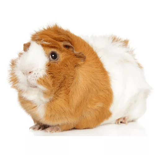 Klietky pre morčatá