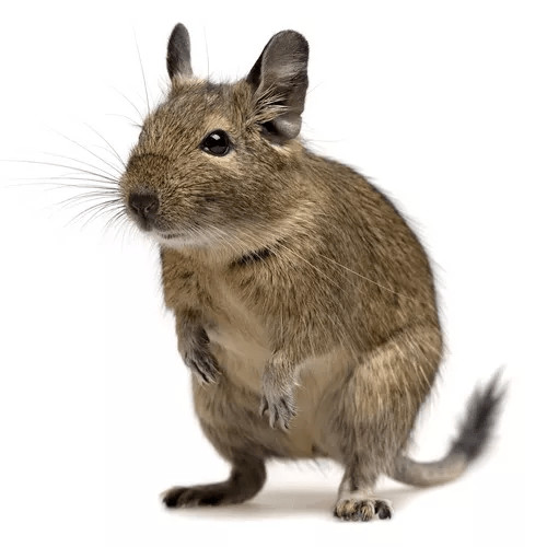 Klietky pre pieskomilov