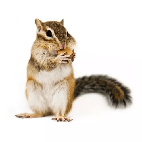 Klietky pre veveričky