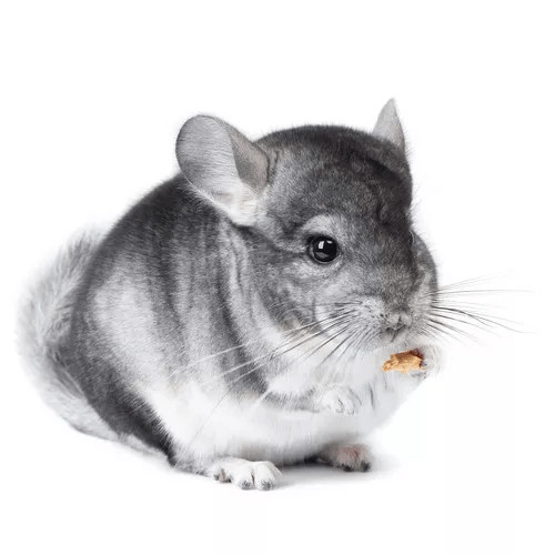 Klietky pre činčily