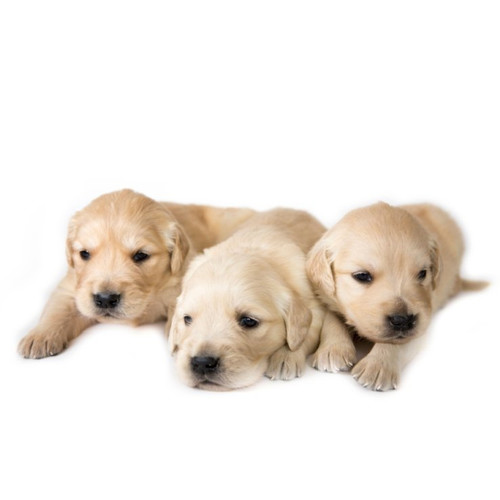 Krmivo pre šteňatá