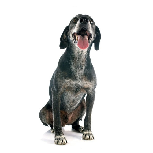 Krmivo pre starších psov