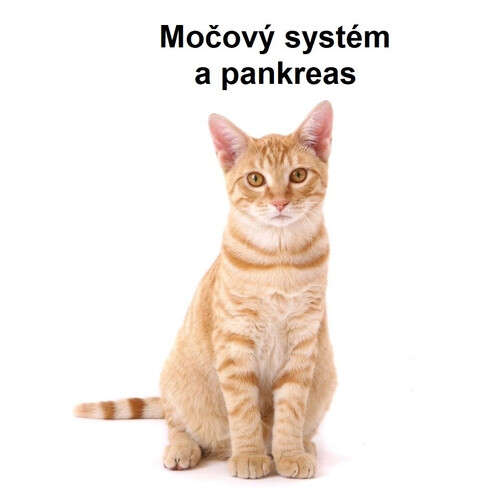 Močový systém a pankreas