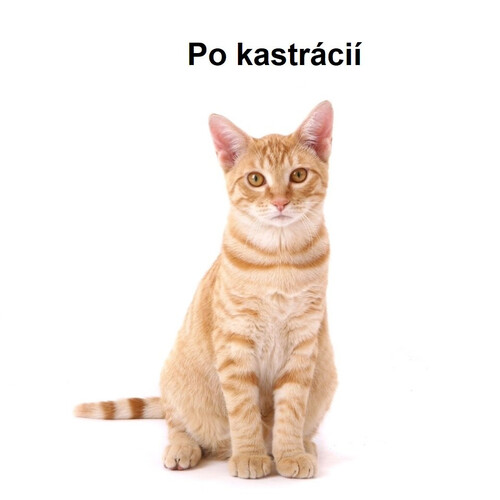Po kastrácií