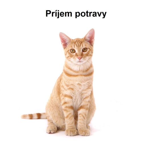 Príjem potravy