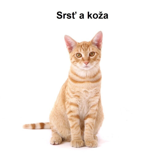 Srsť a koža
