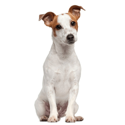 Granule pre Jack Russel teriéra