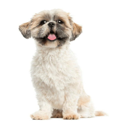 Granule pre Shih Tzu