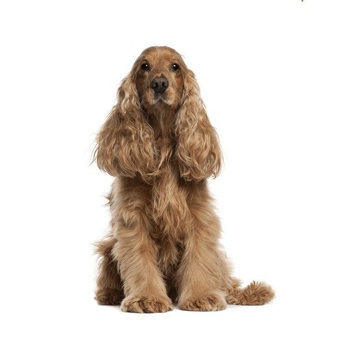 Granule pre cocker spaniel