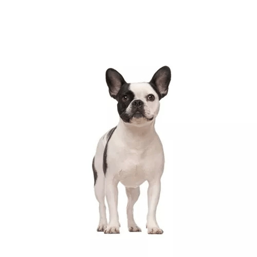 Granule pre francúzske buldočky