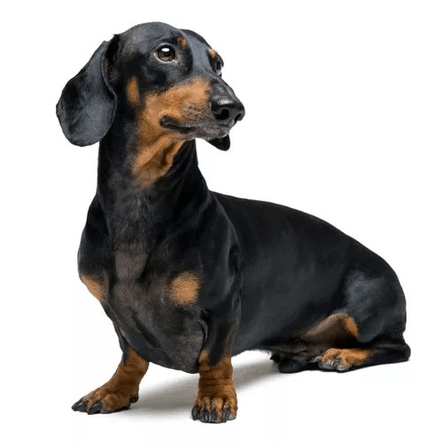 Granule pre jazvečíka