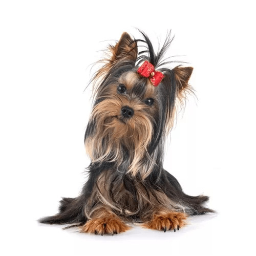 Granule pre Jorkšírskeho teriéra