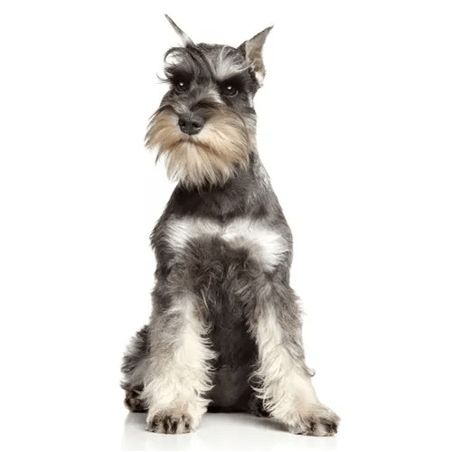 Granule pre bradáče