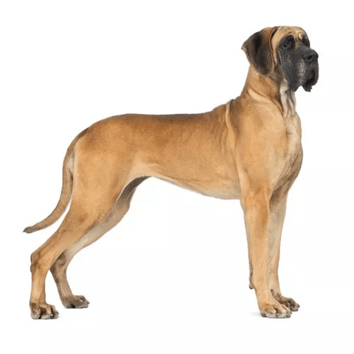 Granule pre nemeckú dogu