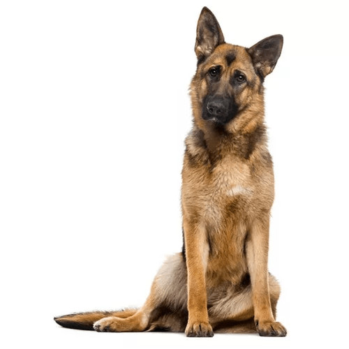 Granule pre nemeckého ovčiaka