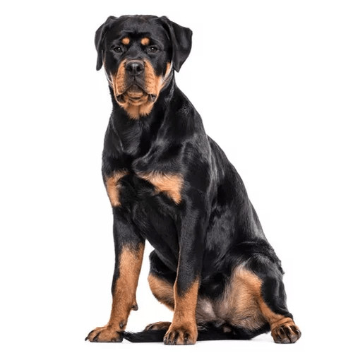 Granule pre rottweilerov