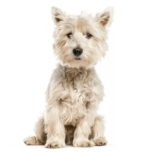 Granule pre West Highland teriéra