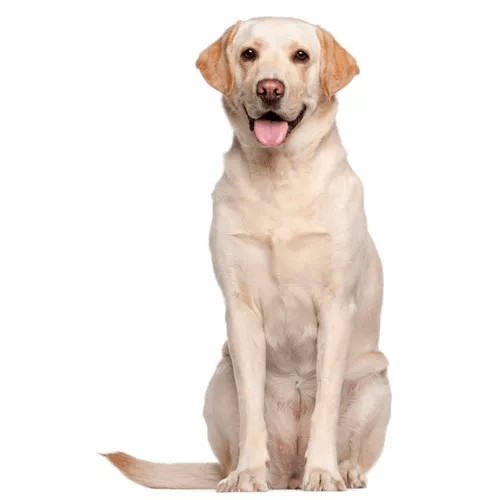 Granule pre Labrador retrívera