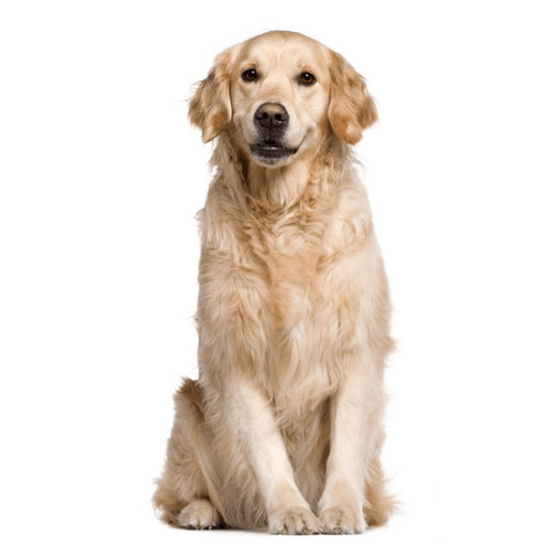 Krmivo pre dospelých psov