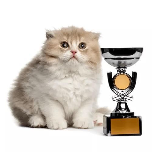 Krmivo pre mačky podľa rás