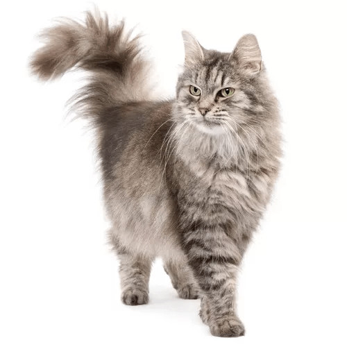 Krmivo pre mačky podľa špecifických potrieb