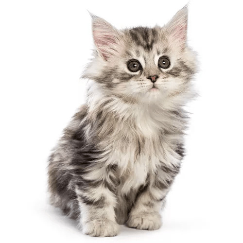 Krmivo pre mačiatka