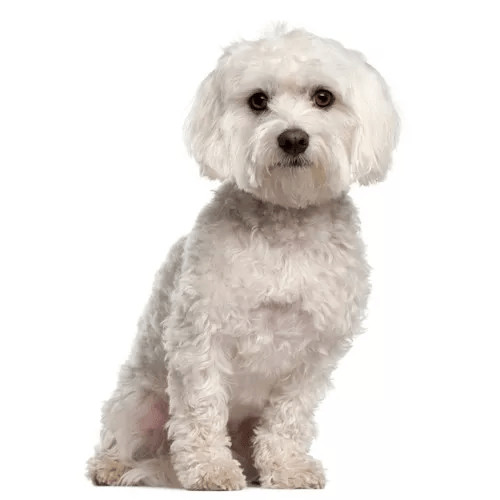 Granule pre maltézske psíky