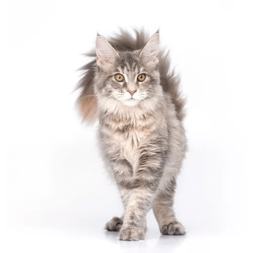 Krmivo pre mainské mývalie mačky