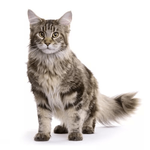 Krmivo pre norské lesné mačky