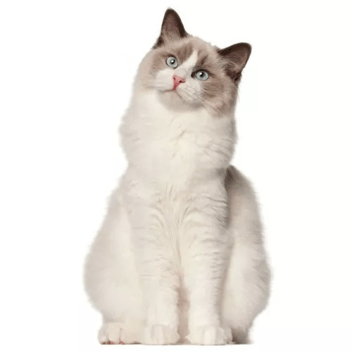 Krmivo pre mačky Ragdoll