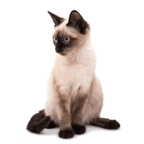 Krmivo pre siamské mačky