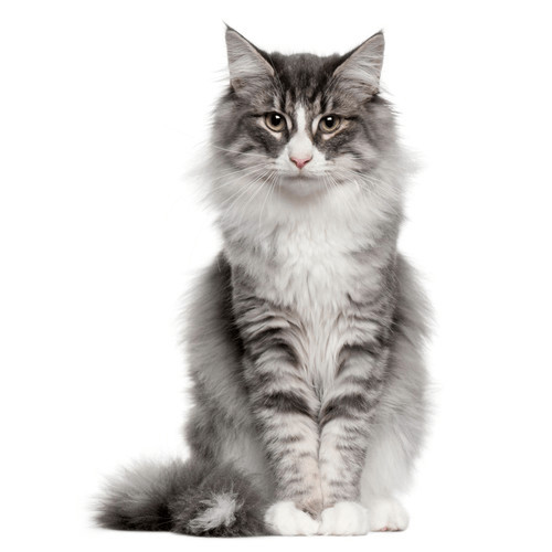 Krmivo pre mačky podľa značky