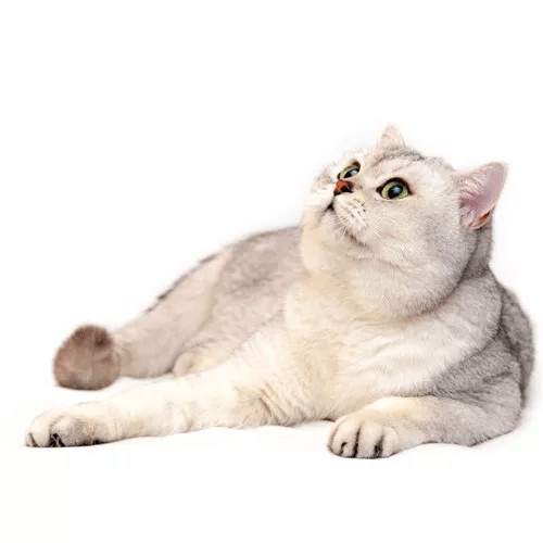 Krmivo pre staršie mačky