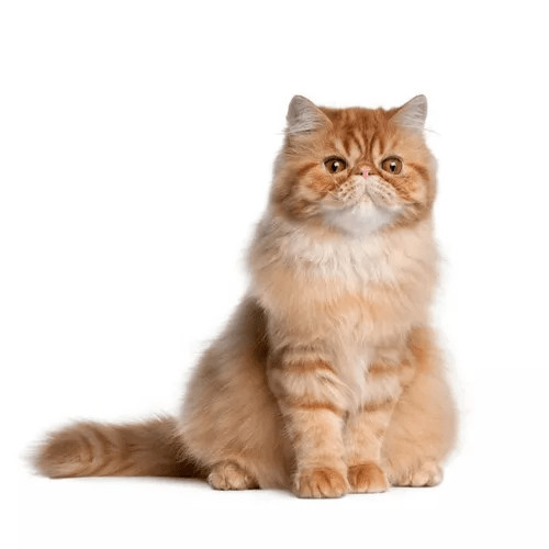 Krmivo pre perzské mačky