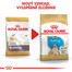 ROYAL CANIN Bulldog Puppy 2 x 12 kg granule pre šteňa buldoga