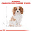 ROYAL CANIN Cavalier King Charles Puppy 1,5 kg granule pre šteňa gavalieršpaniela