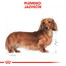 ROYAL CANIN Dachshund  2 x 7.5 kg granule pre dospelého jazvečíka