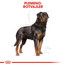 ROYAL CANIN Rottweiler 12 kg