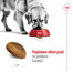 ROYAL CANIN Maxi Adult 10kg granule pre dospelých psov veľkých plemien