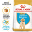 ROYAL CANIN Labrador Puppy 12 kg granule pre šteňa labradora
