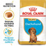 ROYAL CANIN Dachshund Puppy 1,5 kg granule pre šteňa jazvečíka