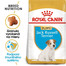 ROYAL CANIN Jack Russell Puppy 1.5 kg granule pre šteňa jack russell teriéra