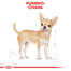 ROYAL CANIN Chihuahua Adult 500g granule pre dospelú čivavu