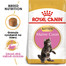 ROYAL CANIN Maine Coon Kitten 400g granule pre mainské mývalie mačiatka