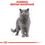 ROYAL CANIN British Shorthair Adult 400g granule pre britské krátkosrsté mačky