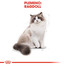 ROYAL CANIN Ragdoll Adult 400g granule pre ragdoll mačky