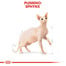 ROYAL CANIN Sphynx Adult 400g granule pre sphynx mačky