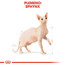 ROYAL CANIN Sphynx Adult 2 kg granule pre sphynx mačky